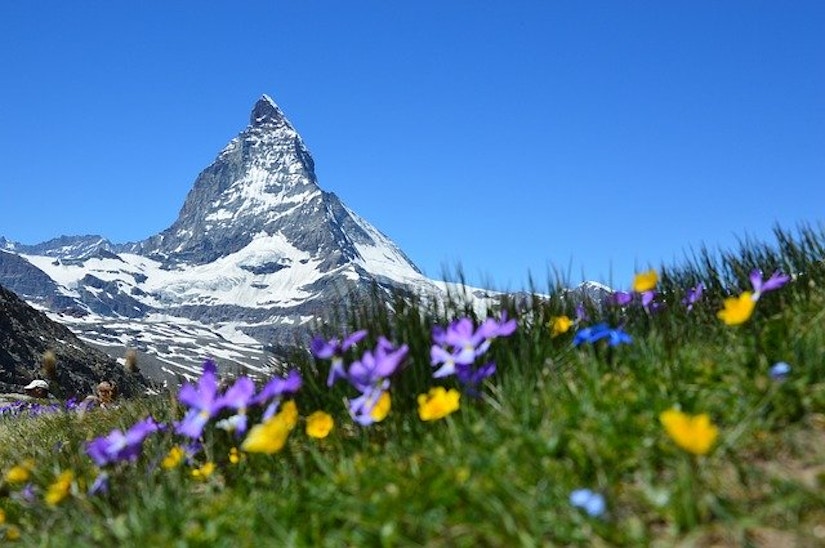 Bergwiese vor dem Matterhorn.