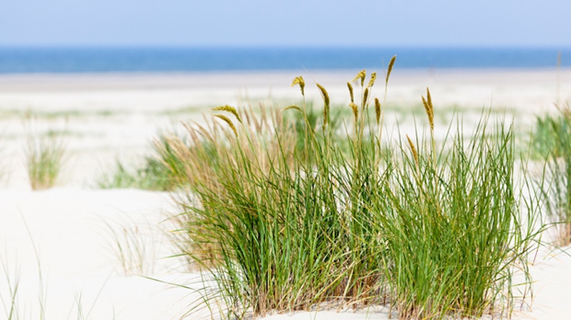 Pflanzen am Strand.