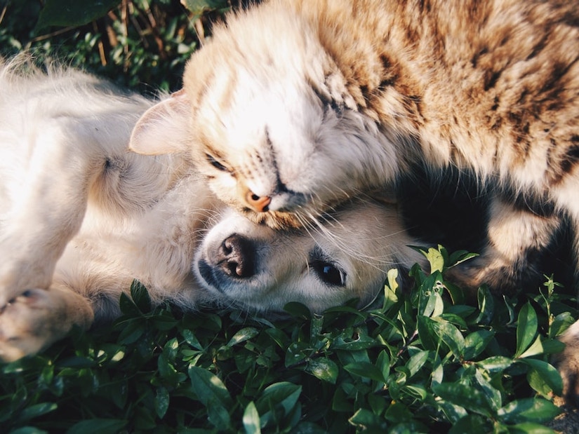 Hund und Katze kuscheln auf dem Rasen