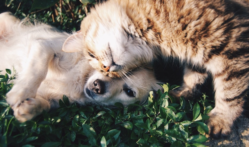 Hund und Katze kuscheln auf dem Rasen