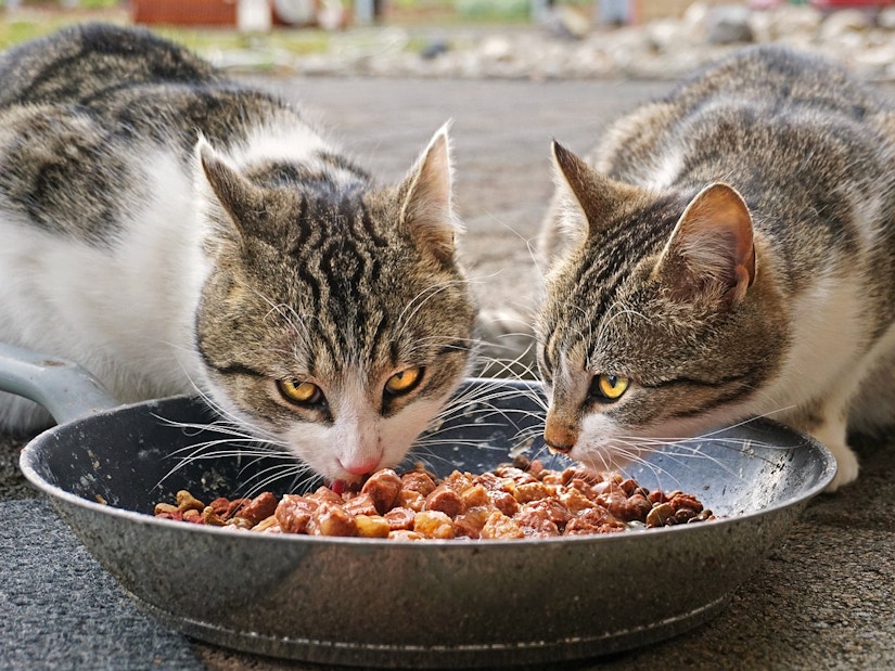 Zwei Katzen fressen Katzenfutter