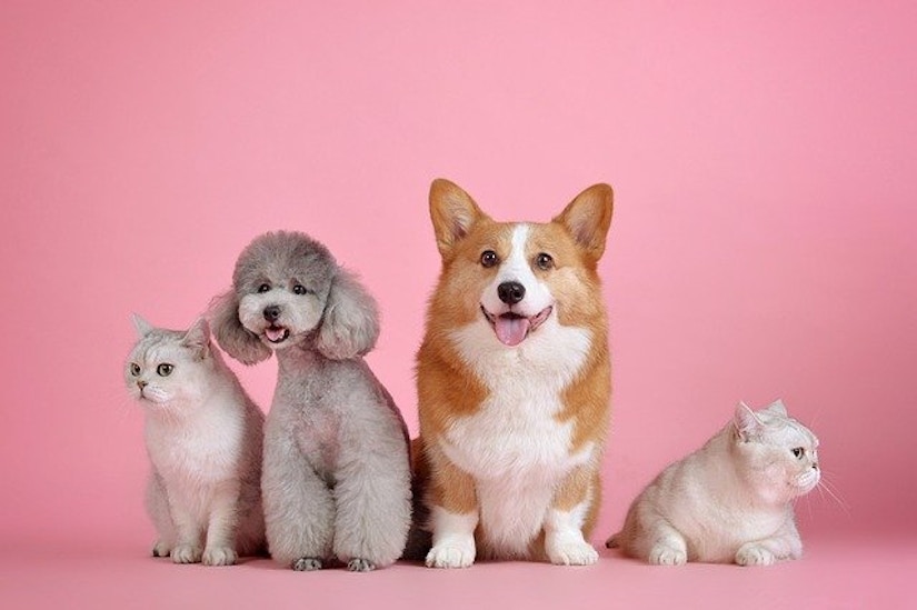 Hunde und Katzen vor pinkem Hintergrund
