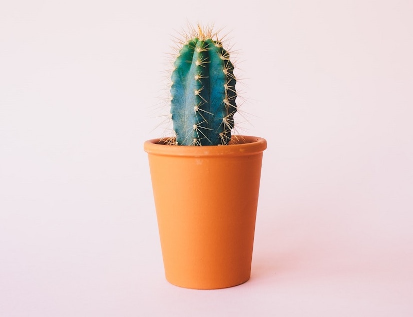 Kleiner Kaktus in Blumentopf aus Ton