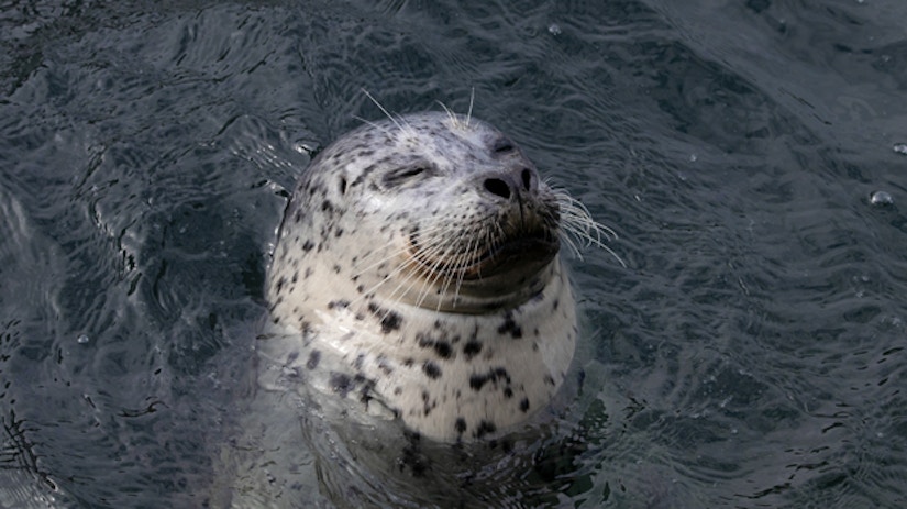 Eine Robbe im Wasser.