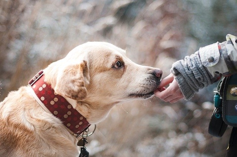Hund mit Halsband leckt an Hand im Herbstwald.