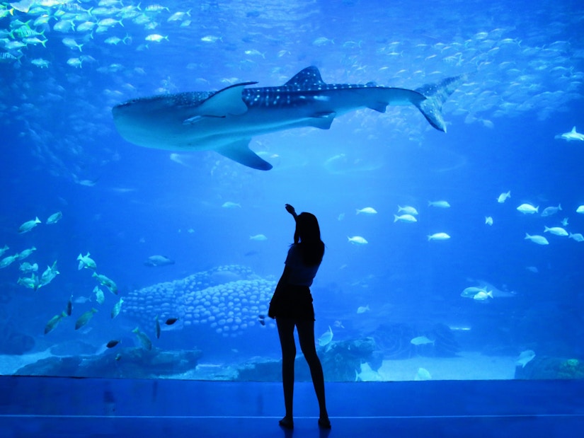 Mensch steht vor Aquariumwand mit Hai und kleinen Fischen im Hintergrund