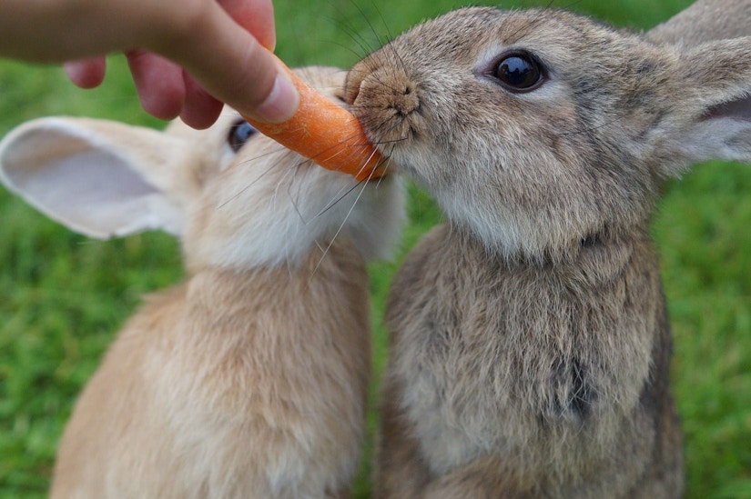 zwei Kaninchen knabbern an einer Möhre