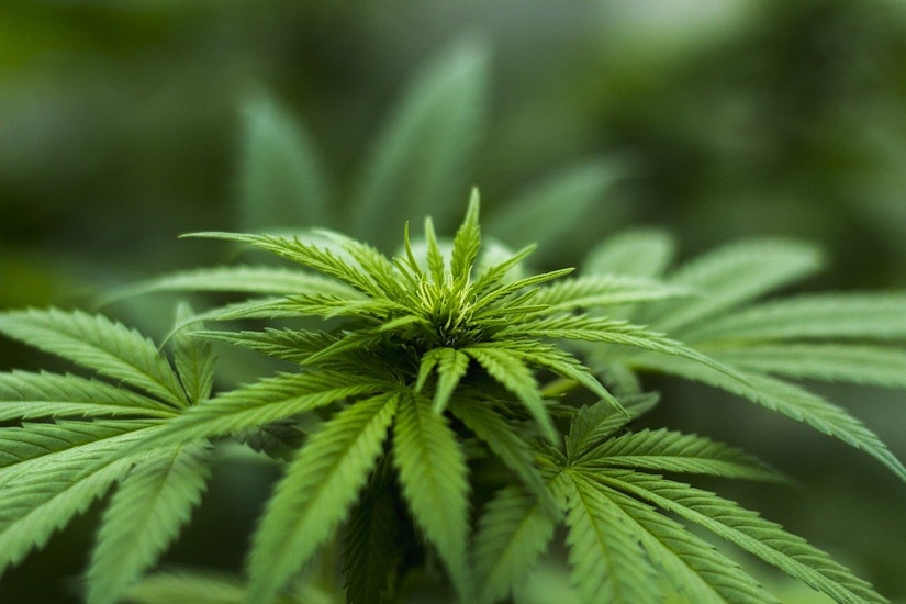 Cannabis Pflanze in Nahaufnahme